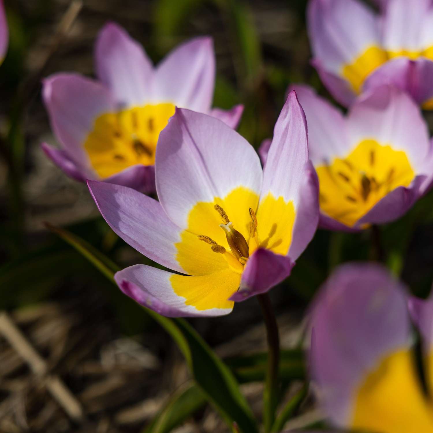 Tulpe 'Saxatilis' - Tulipaner